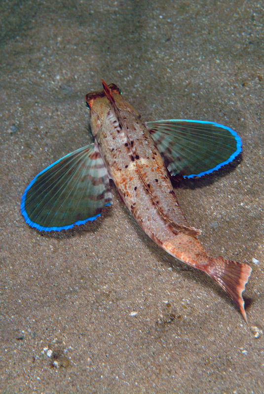 Chelidonichthys lastoviza